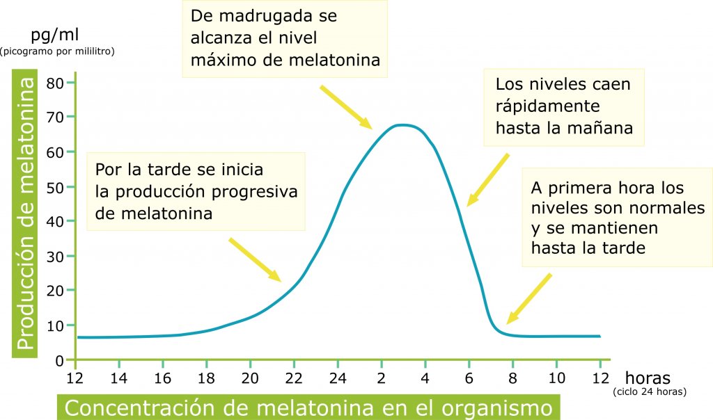 Producción de Melatonina en el organismo durante un ciclo de 24 horas