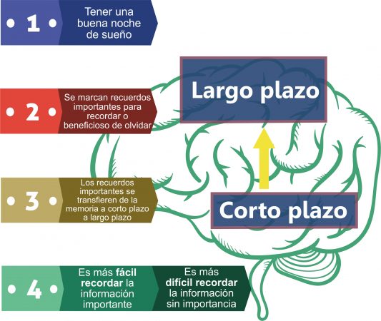 Sólo recuerdos importantes se transfieren a la memoria a largo plazo Sólo recuerdos importantes se transfieren a la memoria a largo plazo. Por Recharge Energy. CC BY-SA 4.0