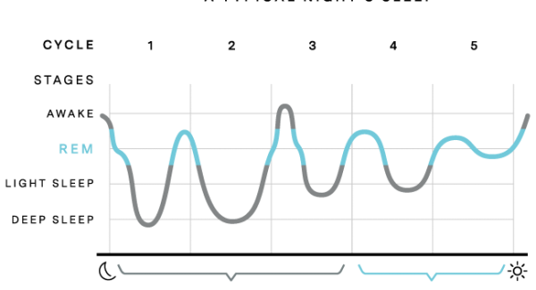 Una noche de sueño típica. Una noche de sueño típica. Por https://ouraring.com/sleep-stages