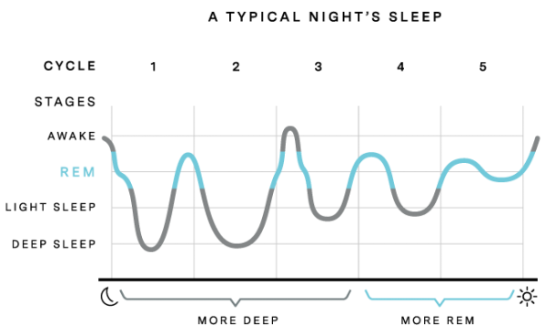 Una noche de sueño tĂpica. Una noche de sueño tĂpica. Por https://ouraring.com/sleep-stages