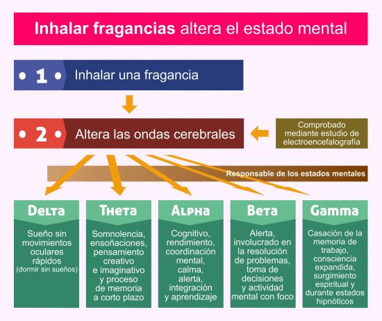 Efectos de la Aromaterapia en el cerebro Efectos de la Aromaterapia en el cerebro. Por Recharge Energy. CC BY-SA 4.0. Basado en el trabajo de Sowndhararajan, K.; Kim, S. Influencia de las fragancias en la actividad psicofisiológica humana. Sci. Pharm. 2016, 84, 724-751.