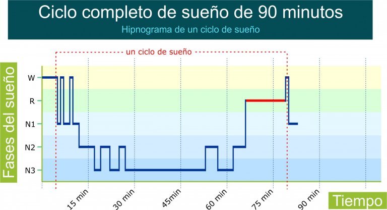 Fases Del Sue o Los Ciclos Del Sue o REM Y Sue o Profundo fases-del-sue-o-los-ciclos-del-sue-o-rem-y-sue-o-profundo