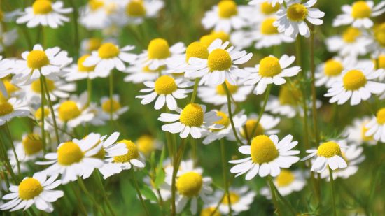 Chamomile Chamomile. Dominio público.