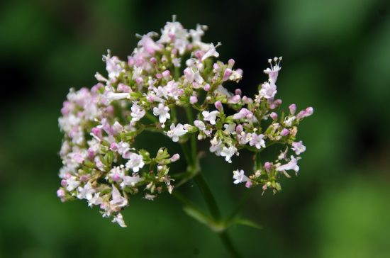 Flor de Valeriana Flor de Valeriana. Dominio público.