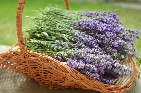 Planta de lavanda Planta de lavanda. Dominio público.