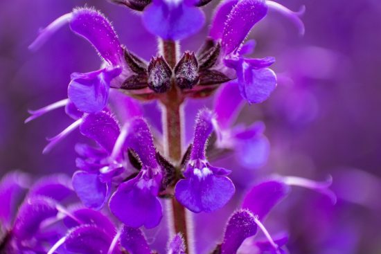 Salvia Salvia. Dominio público.