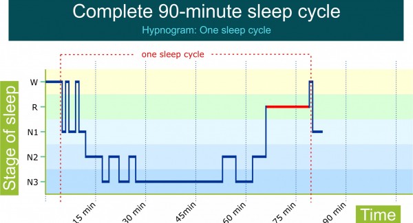 Sleep Cycles | NREM & REM sleep cycles explained