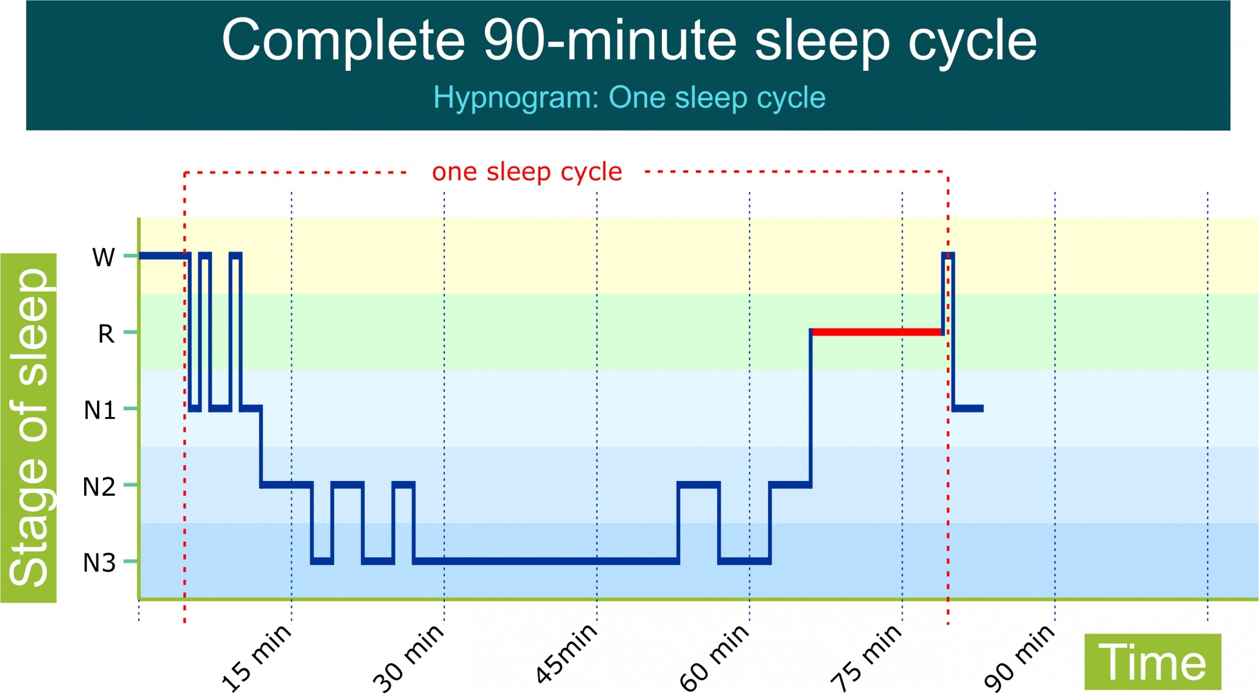 A graphic details the complete 90 minute sleep cycle and all of the differing stages of sleep.