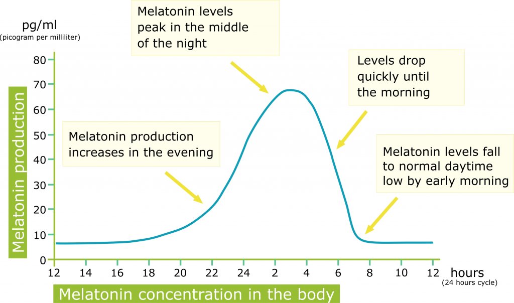 Chart That Shows Conversion Of Carbs To Melatonin
