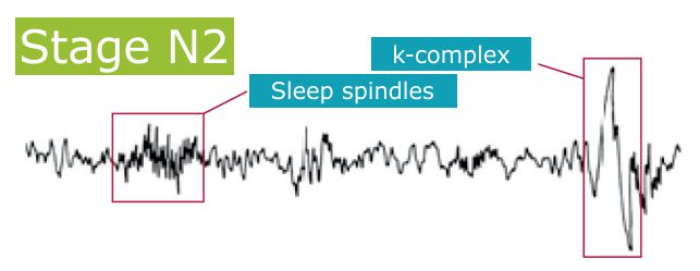 Sleep Cycles NREM REM Sleep Cycles Explained Sleep Cycles NREM REM Sleep Cycles Explained