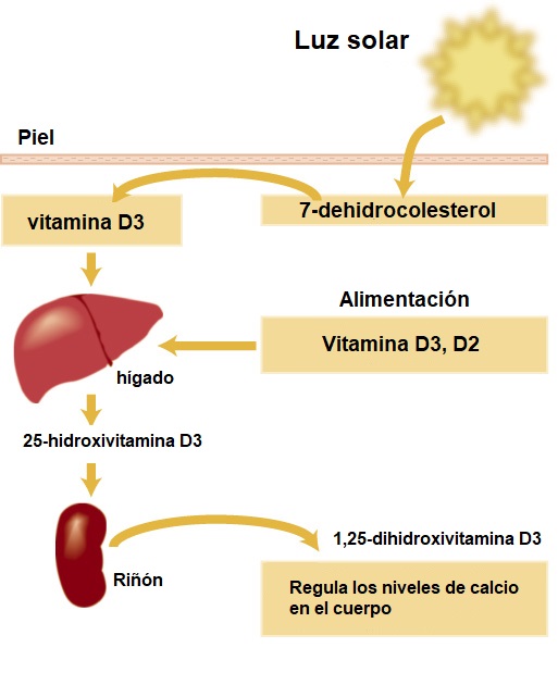 sintesis vitamina D
